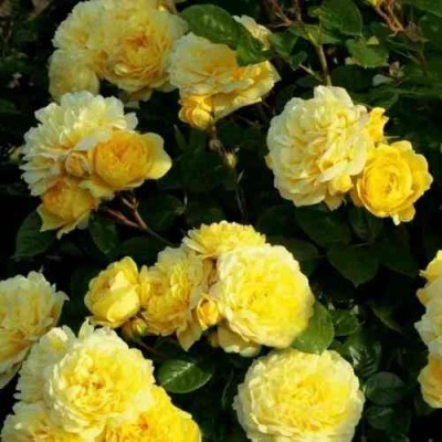 Роза АНИ ДЮПРЕЙ флорибунда в Химках