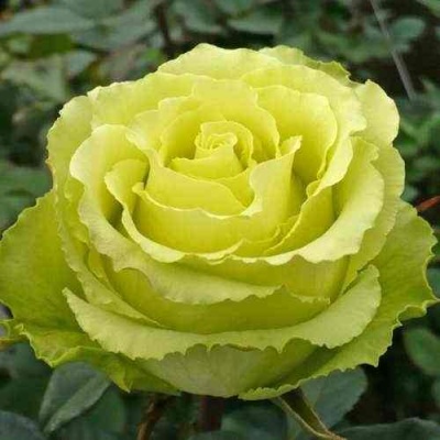 Роза ЛИМБО (ДОЛЛАР) чайно-гибридная  в Химках