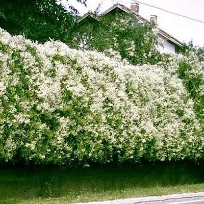 Фаллопия в Химках