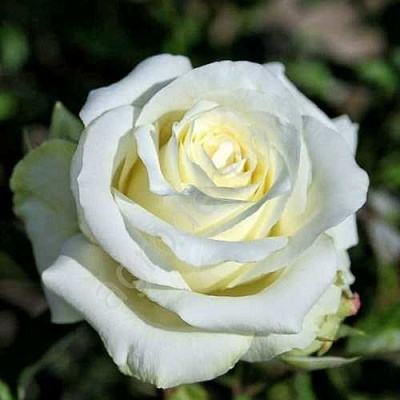 Роза АНАСТАСИЯ чайно-гибридная  в Химках