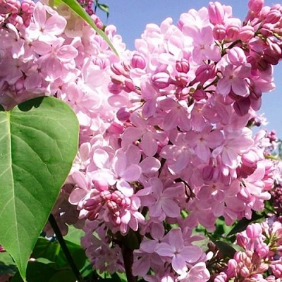 Сирень АДЕЛИНА в Химках