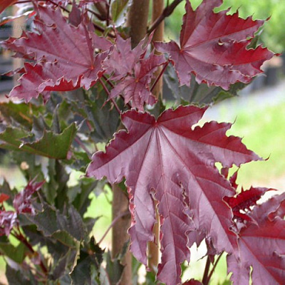 Клен КРИМСОН СЕНТРИ остролистный в Химках