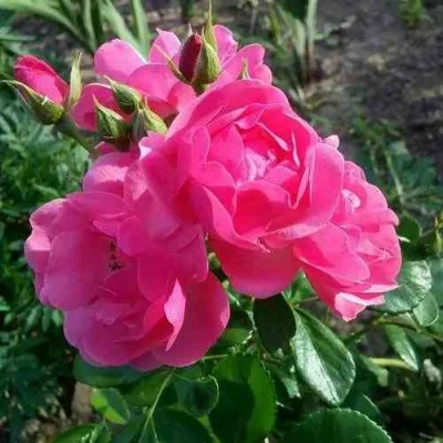 Роза АНГЕЛА флорибунда в Химках