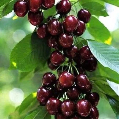 Черешня УДИВИТЕЛЬНАЯ в Химках