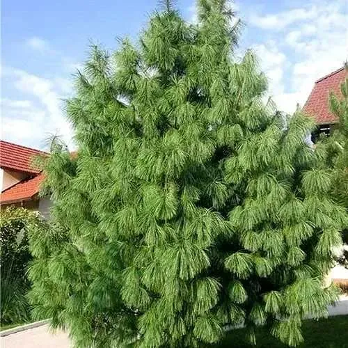 Сосна гриффита в Химках