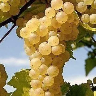 Неукрывные сорта  в Химках