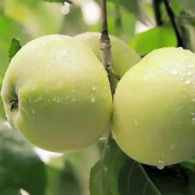 Саженцы яблони оптом в Химках