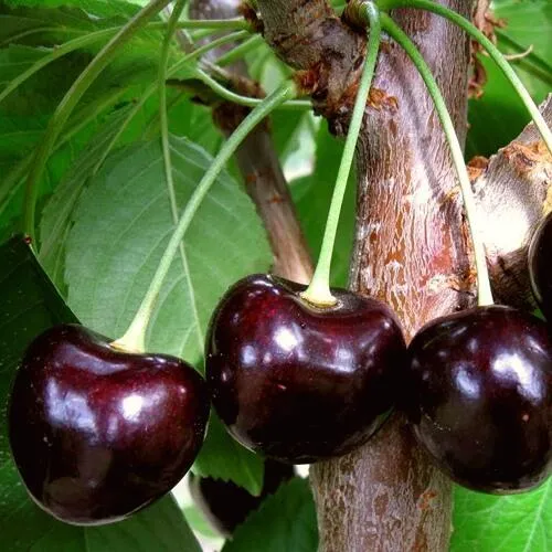 Черешня ДОНЕЦКИЙ УГОЛЁК в Химках