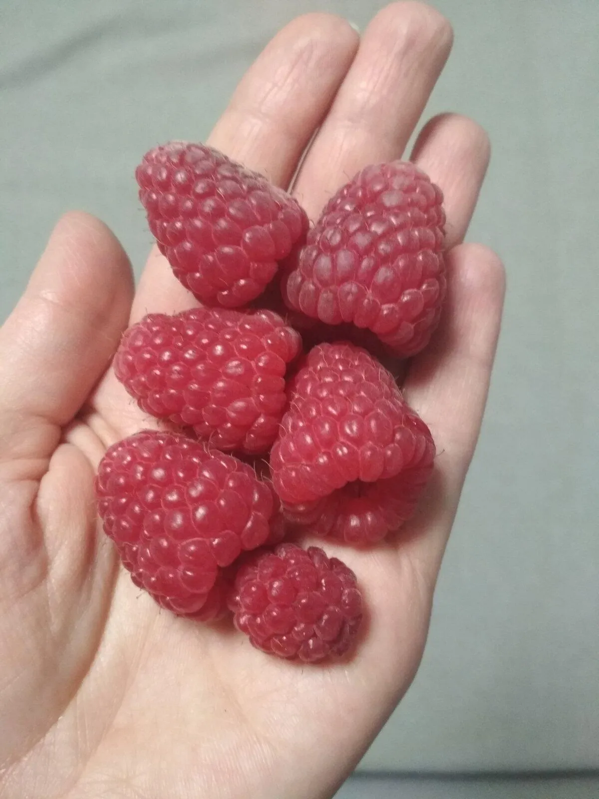 Малина Малина