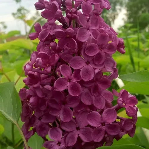 Сирень ИНДИЯ в Химках