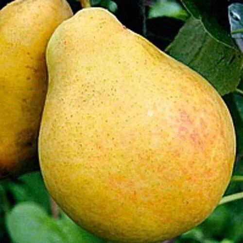 Груша САХАРНАЯ в Химках