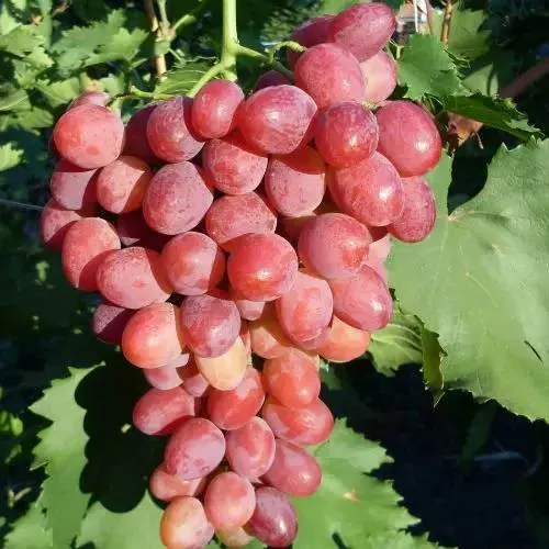 Виноград КИШМИШ ЗАПОРОЖСКИЙ в Химках