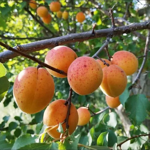 Абрикос ЖЕРДЕЛА в Химках