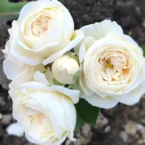 Роза АРТЕМИС шраб в Химках