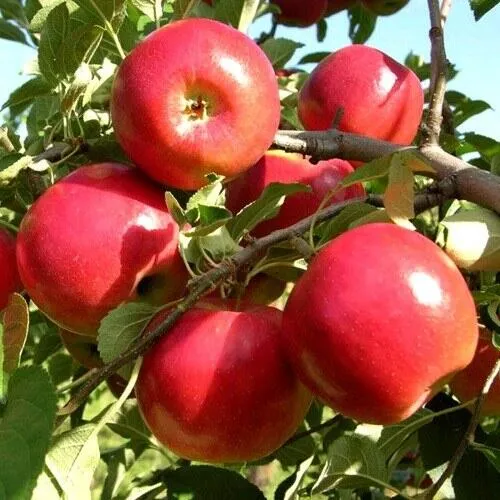 Яблоня МОДИ в Химках