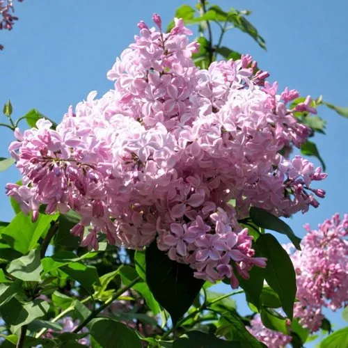Сирень БУФФОН в Химках